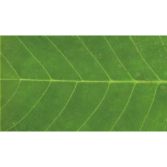 Килимок гума K-602-47 принт 45х75