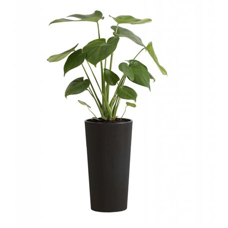 Вазон Лилия Джампер напольный 190 кремовый