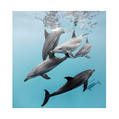 Штора Фотопринт 85007 Дельфины
